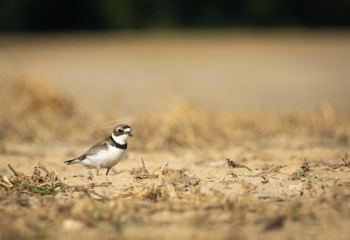 Semipalmated Plover - ML641808476