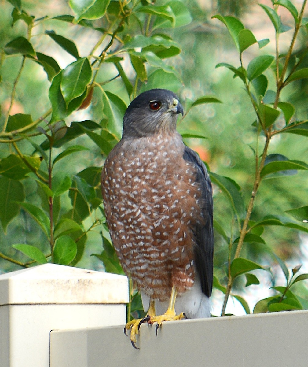 jestřáb americký - ML641808477