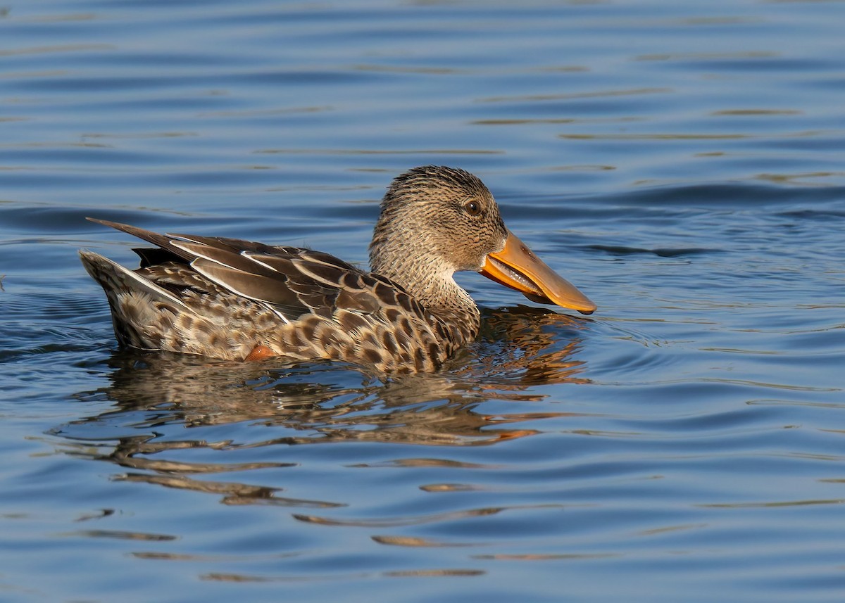 Халбага нугас - ML641808480