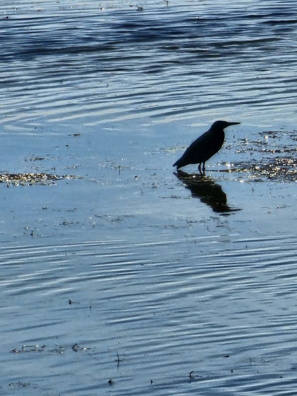 volavka zelenavá - ML641808483