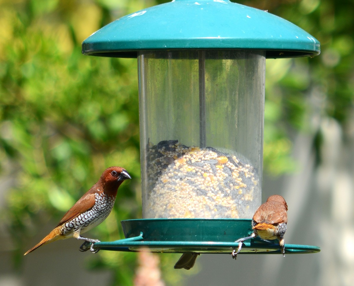 Scaly-breasted Munia - ML641808493
