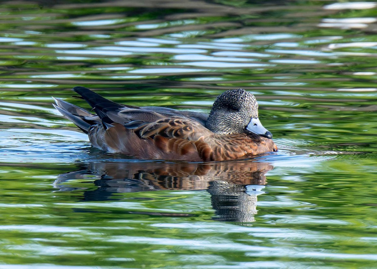 Canard d'Amérique - ML641808496