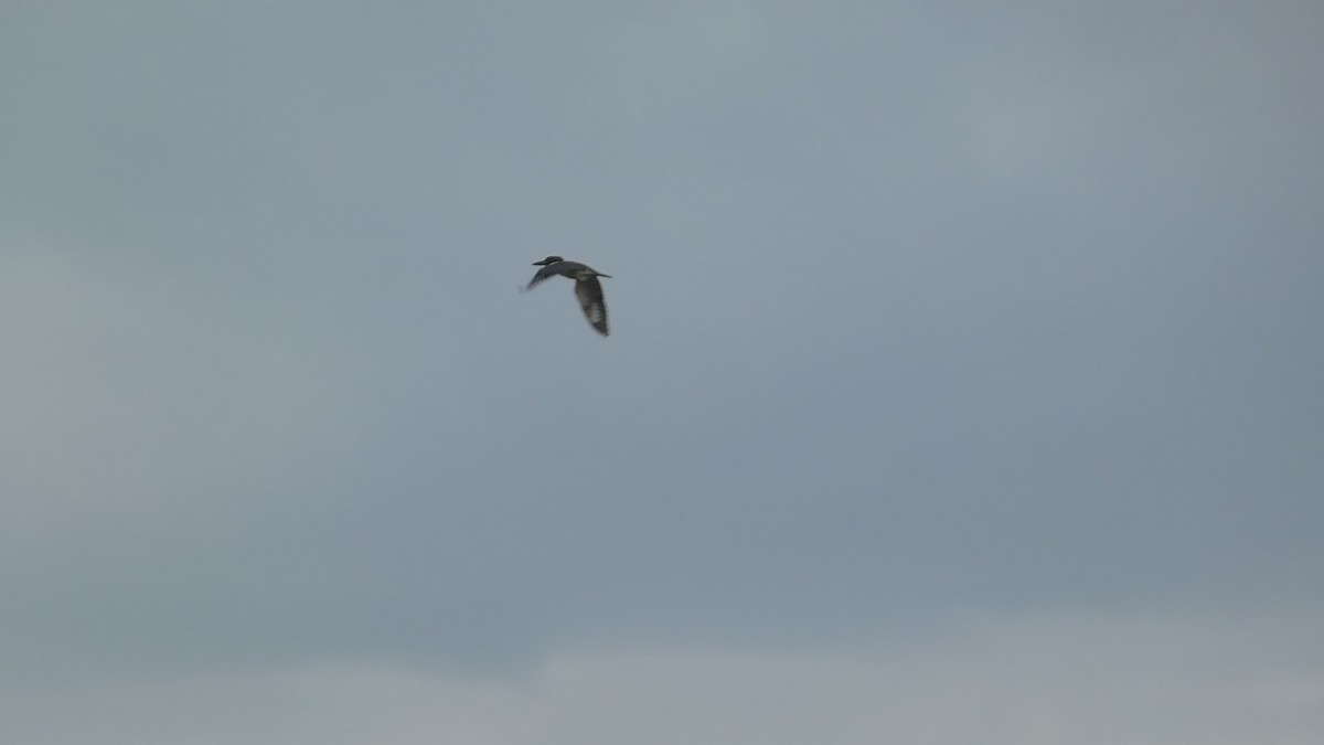 Belted Kingfisher - ML641808499