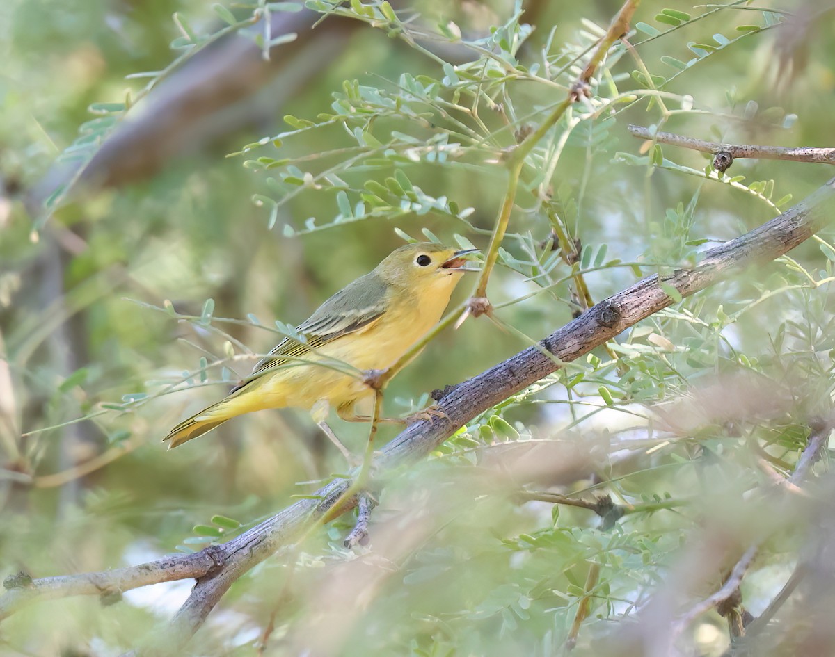 Yellow Warbler (Northern) - ML641808502