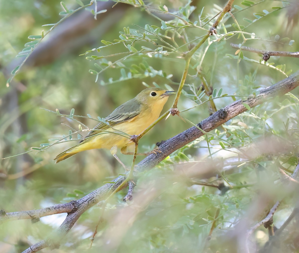 Yellow Warbler (Northern) - ML641808503