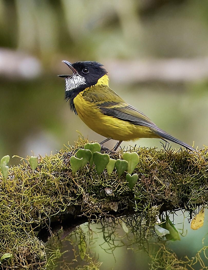 Golden Whistler (Eastern) - ML641808512