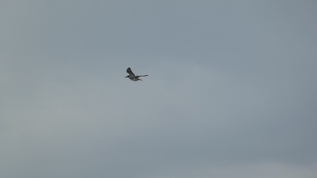 Belted Kingfisher - ML641808517