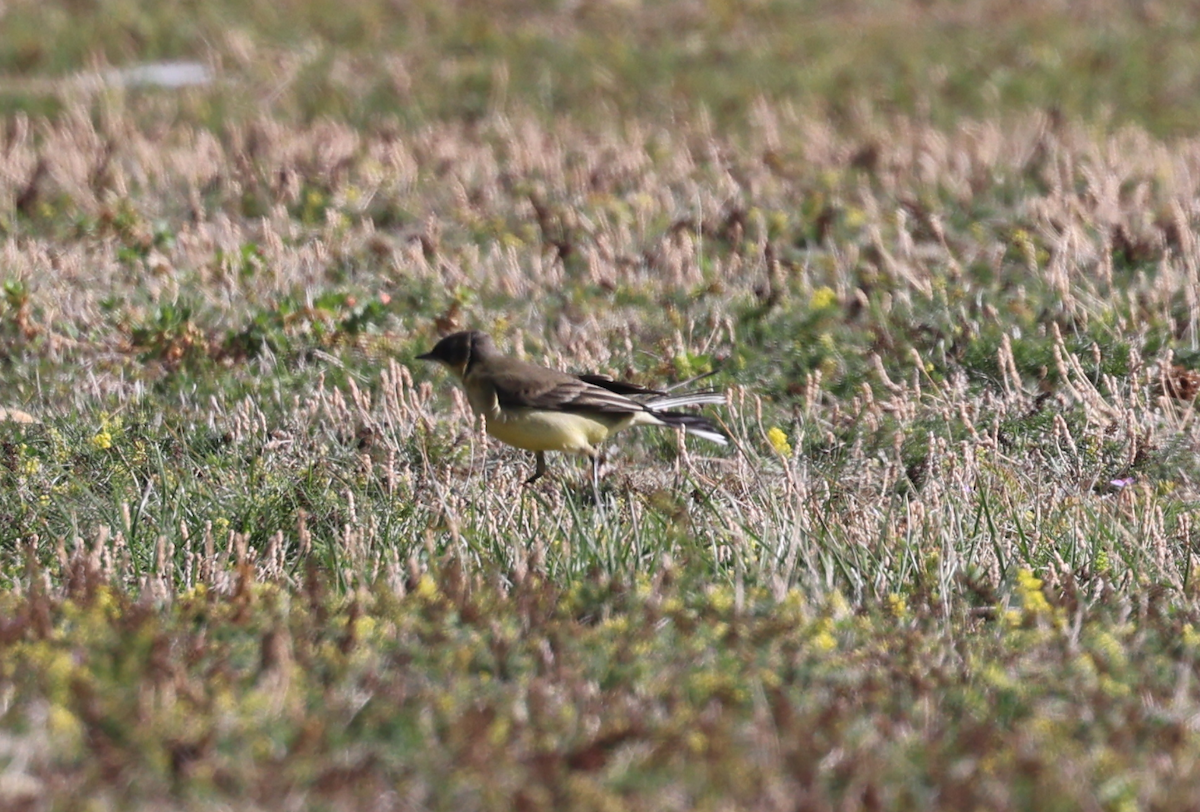 Western Yellow Wagtail (thunbergi) - ML641808524