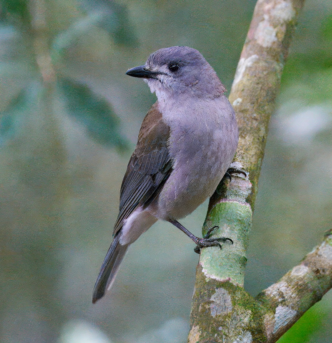 Gray Shrikethrush - ML641808543