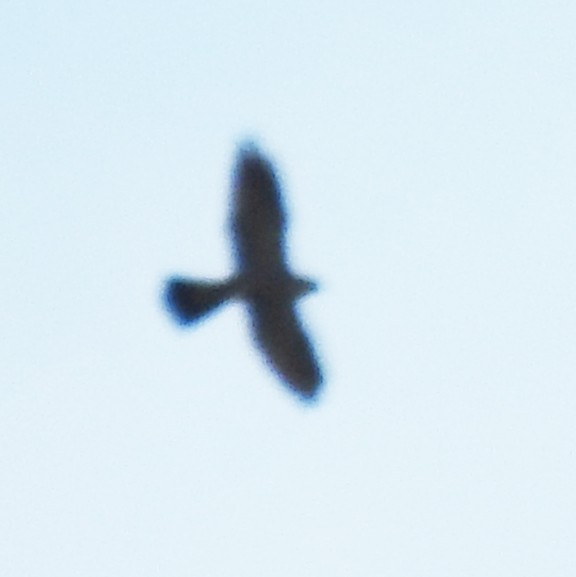 Mississippi Kite - ML641808581