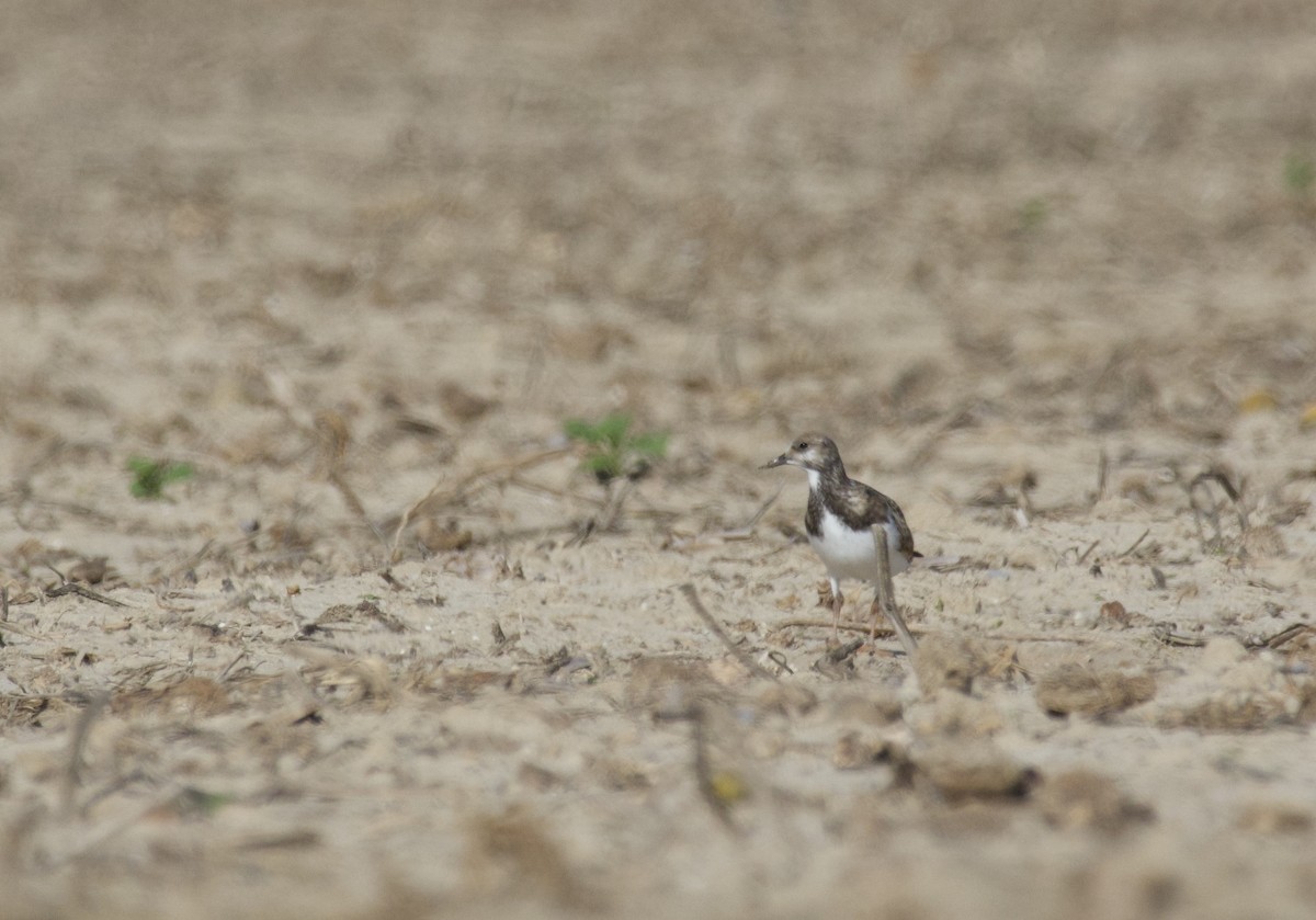 Ruddy Turnstone - ML641808603