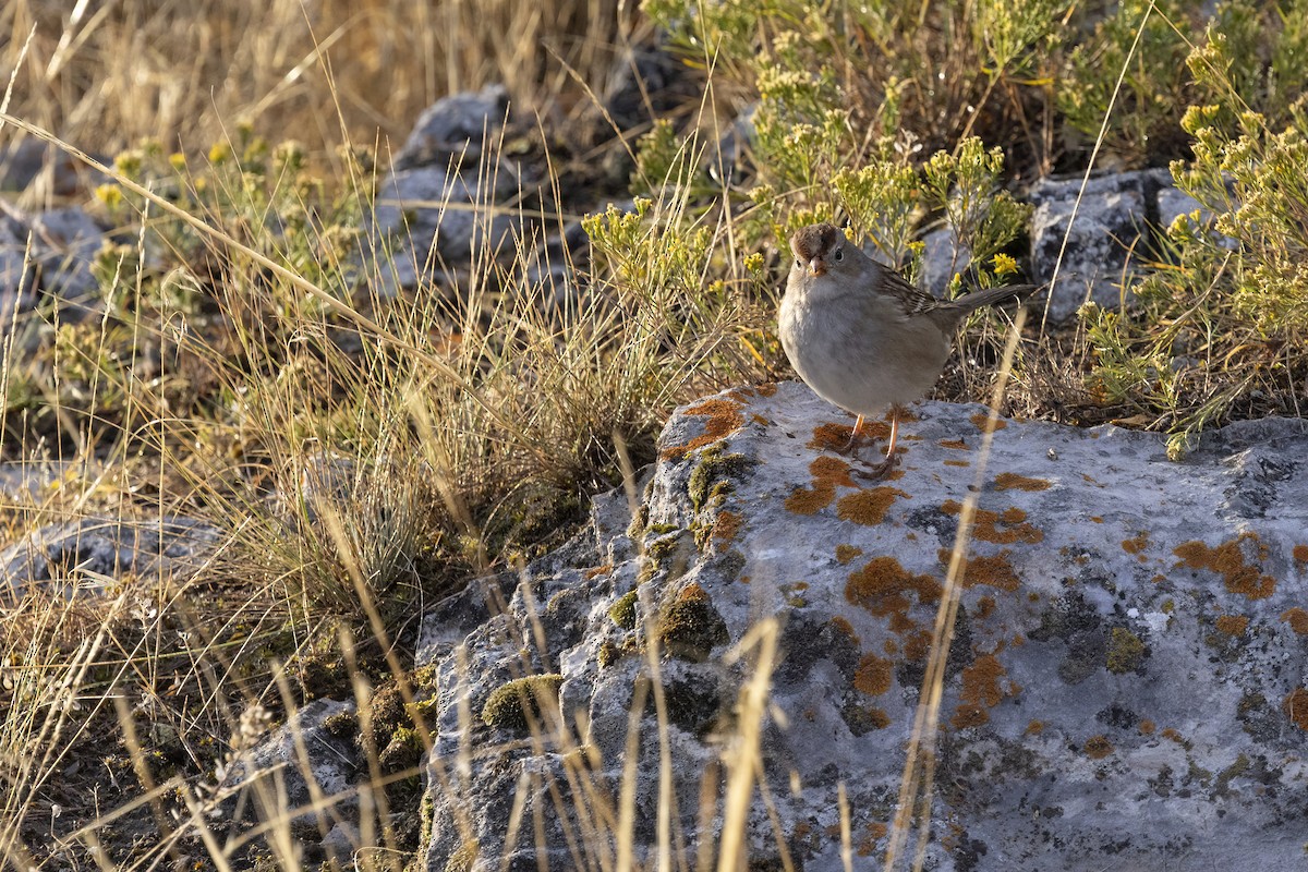 White-crowned Sparrow (Gambel's) - ML641808607