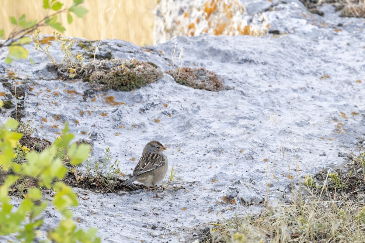 White-crowned Sparrow (Gambel's) - ML641808616