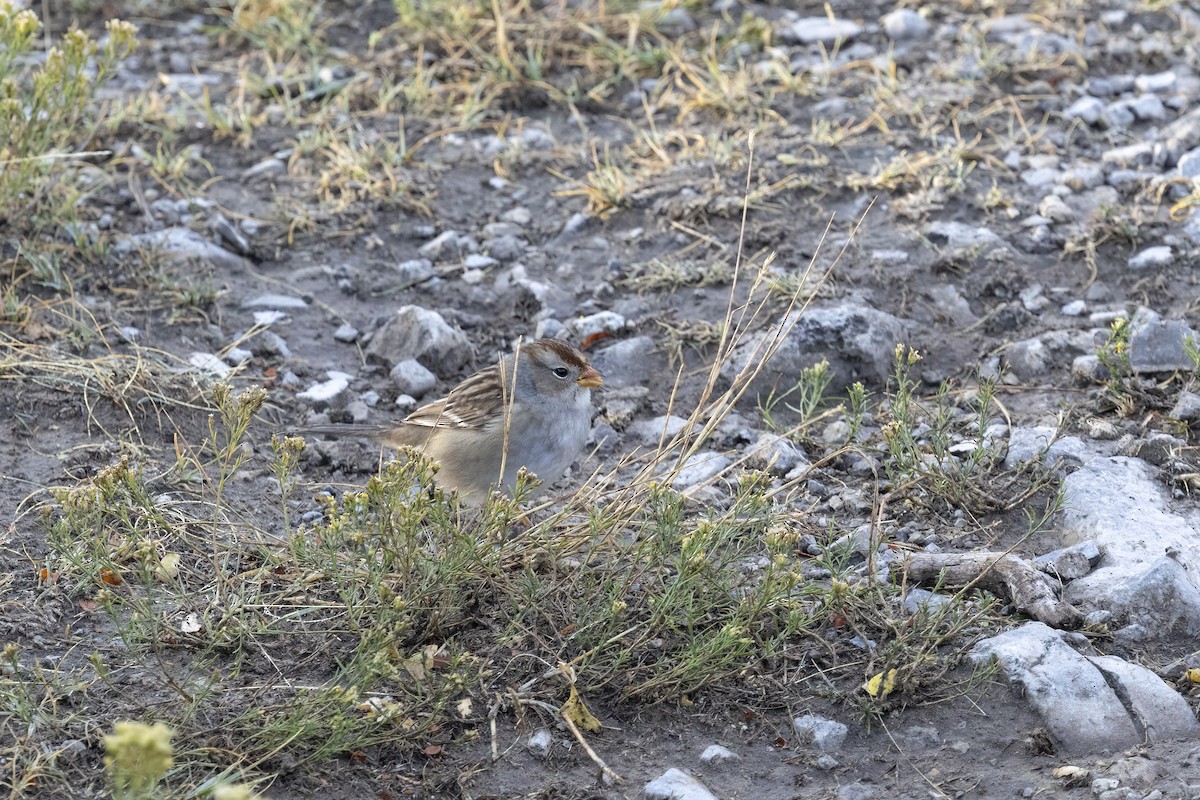 White-crowned Sparrow (Gambel's) - ML641808620
