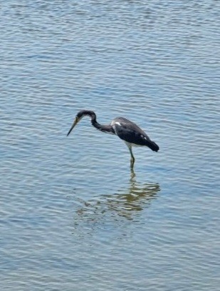 volavka tříbarvá - ML641808632