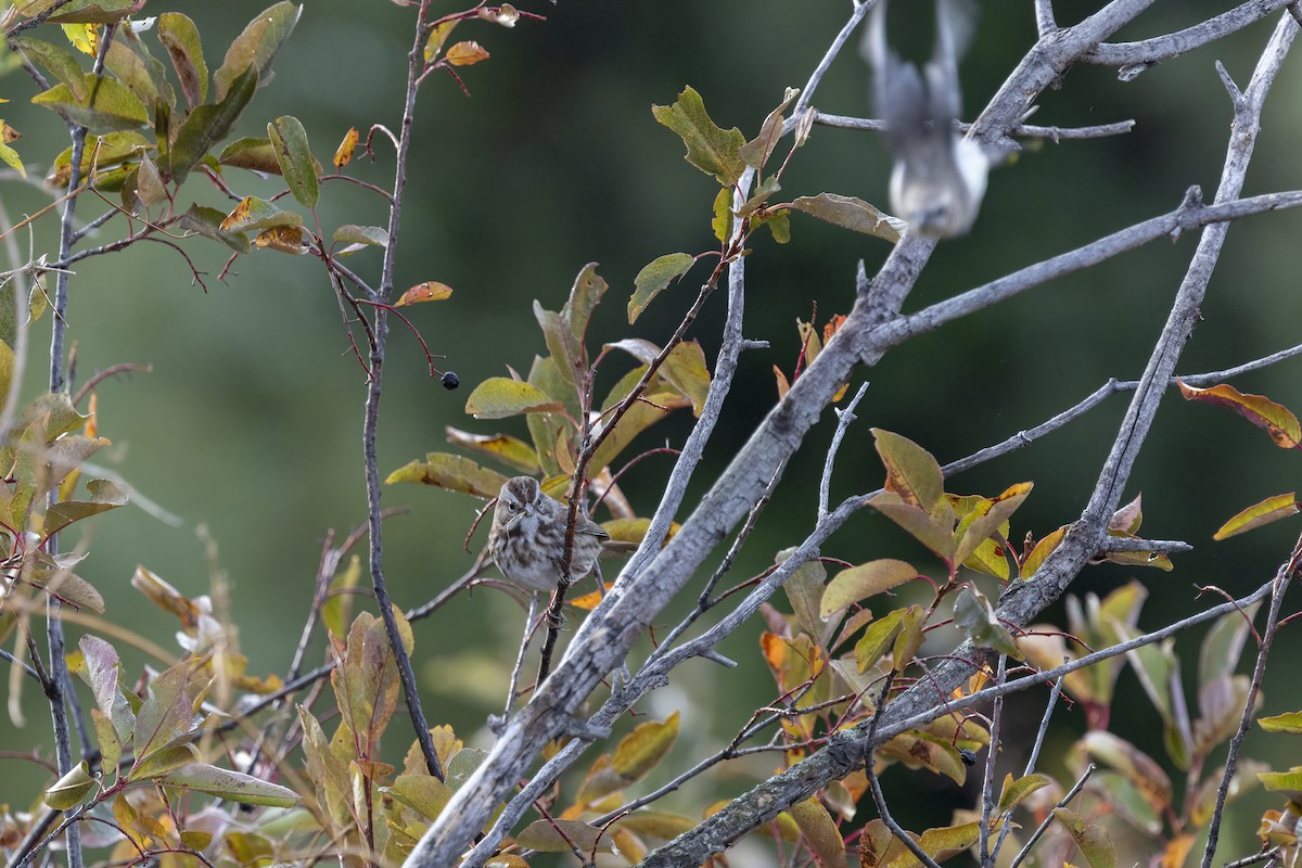 Song Sparrow (montana/merrilli) - ML641808634