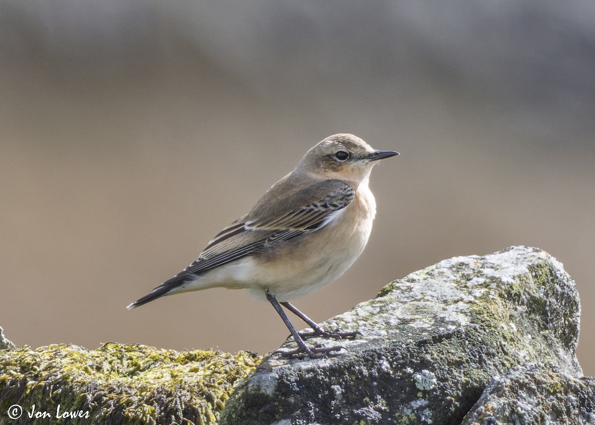 Northern Wheatear (Eurasian) - ML641808636
