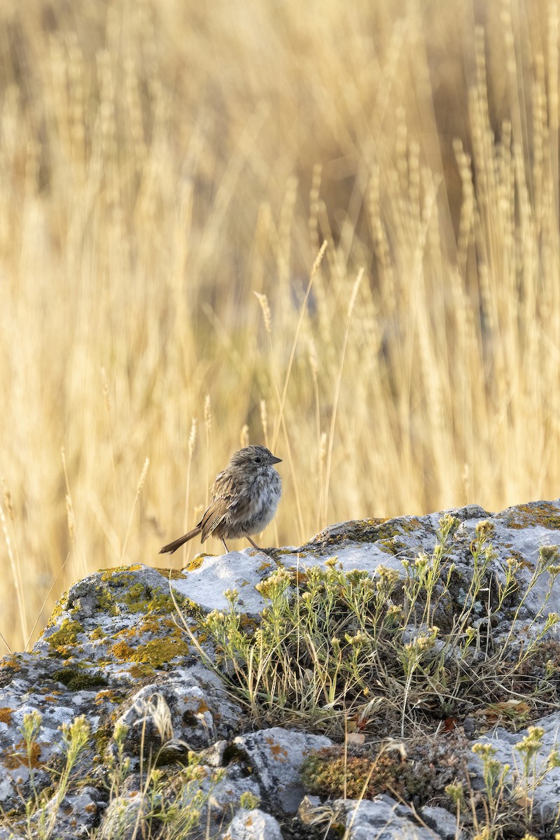 Song Sparrow (montana/merrilli) - ML641808637