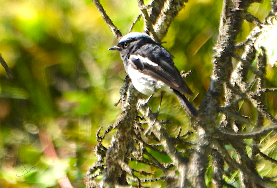 Blue-capped Redstart - ML641808649