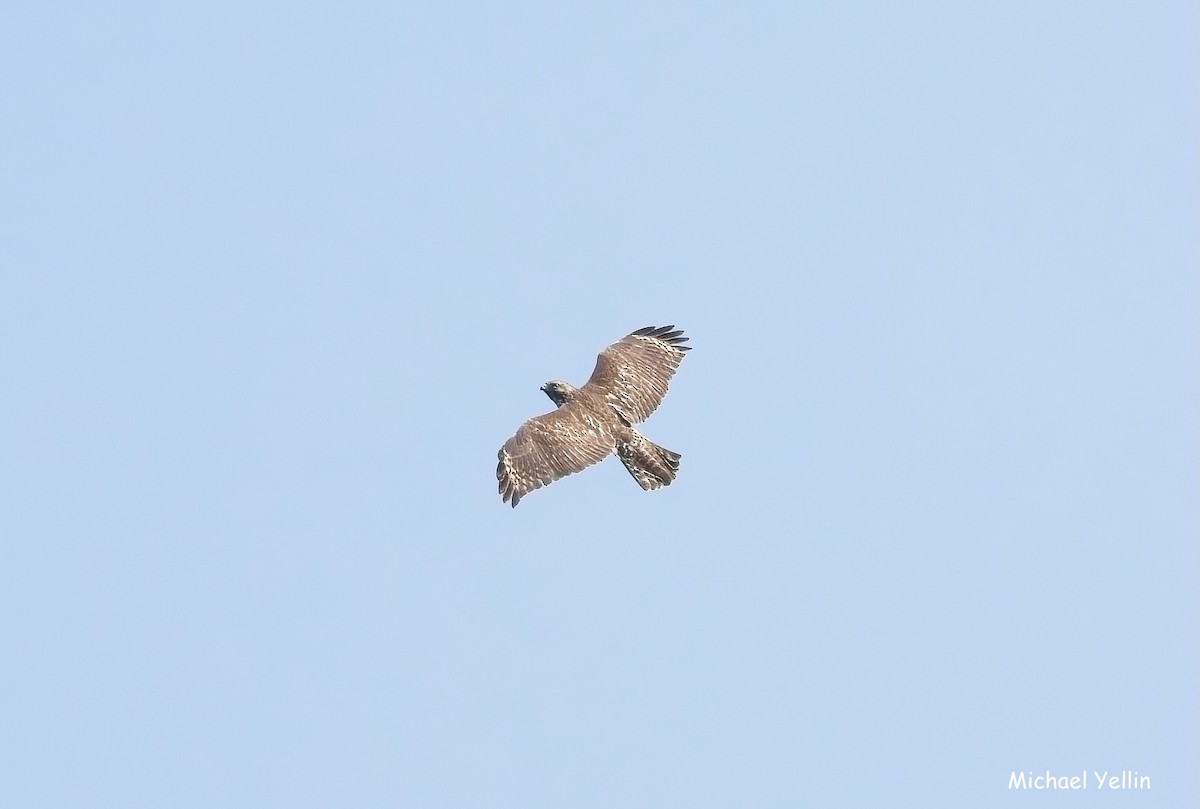 Red-shouldered Hawk - ML641808650