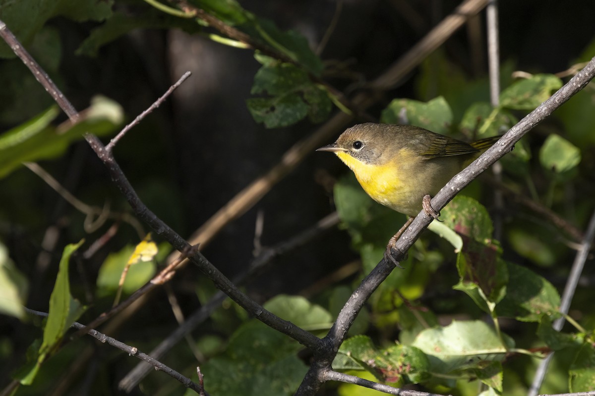 Common Yellowthroat - ML641808668