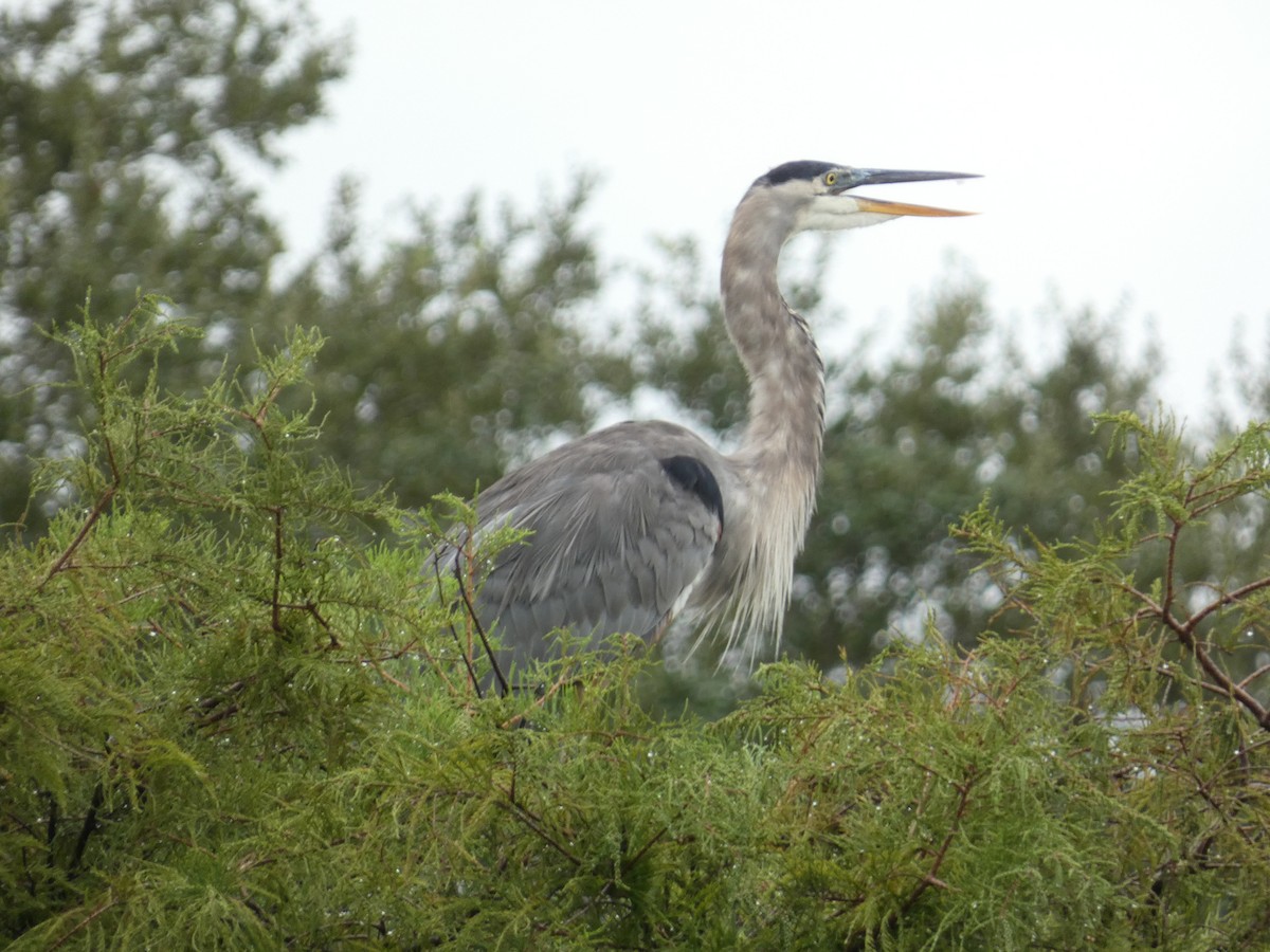 Great Blue Heron - ML641808678