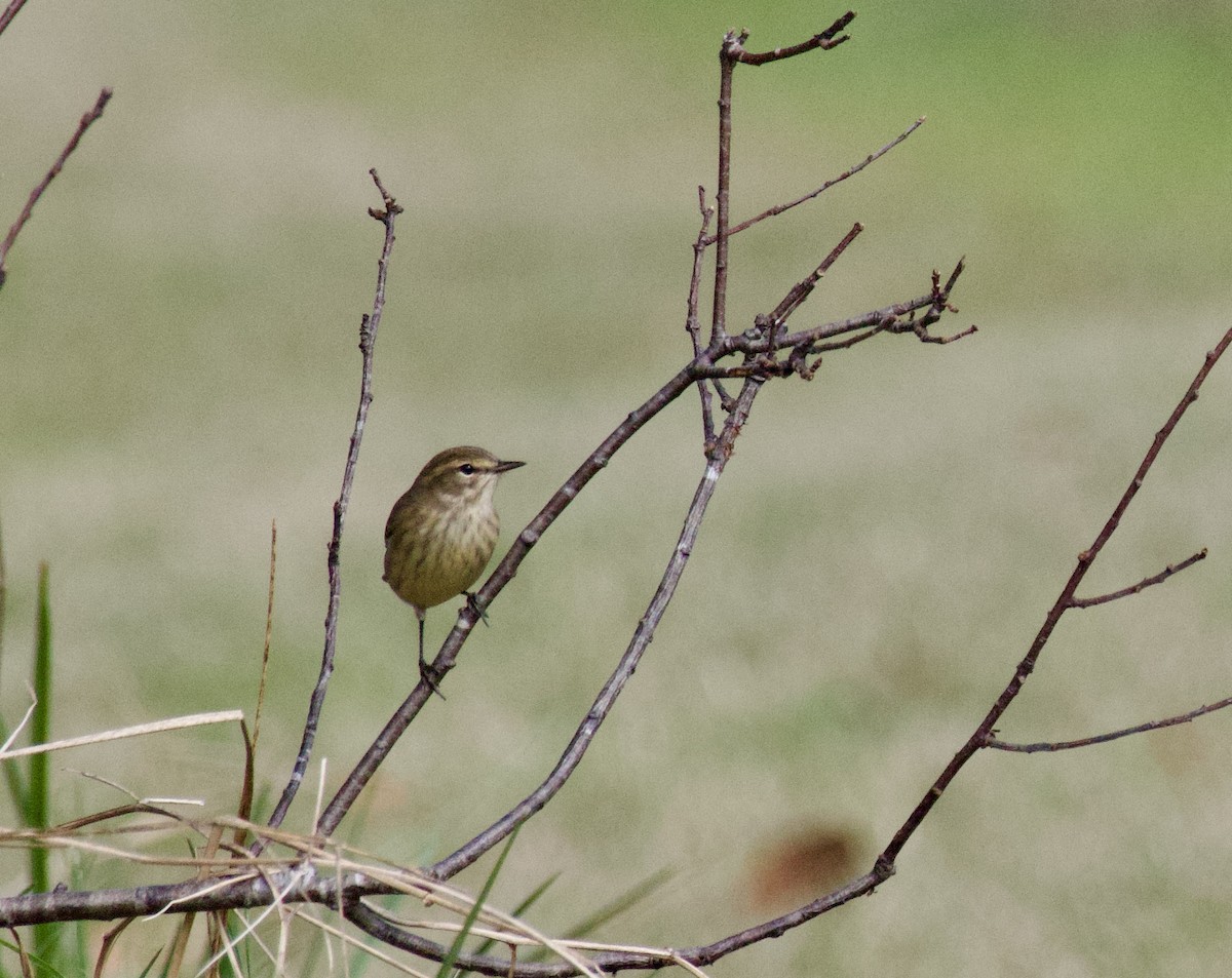 Palm Warbler - ML641808690