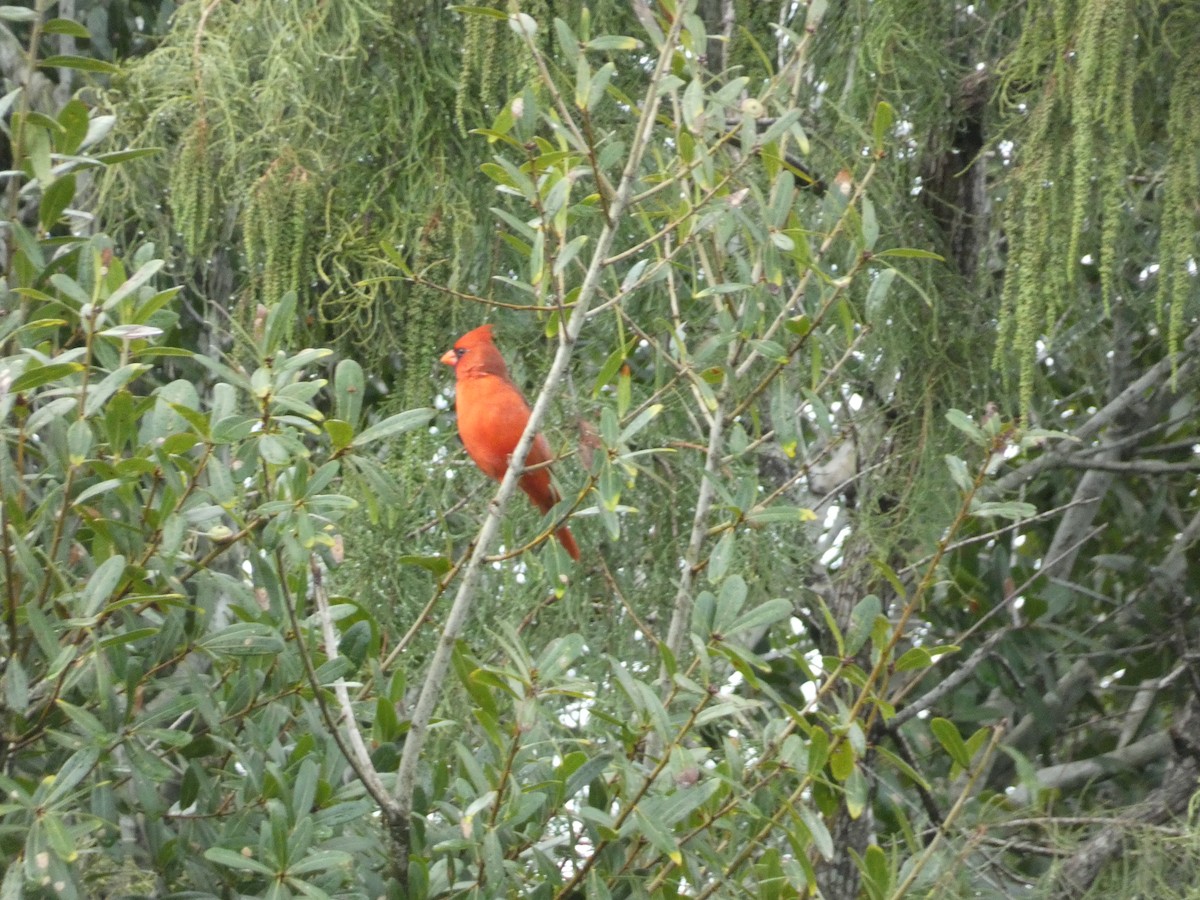 Northern Cardinal - ML641808691