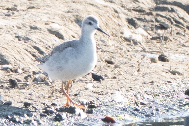 Wilson's Phalarope - ML641808703