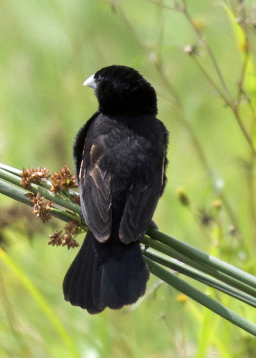 Fan-tailed Widowbird - ML641808759