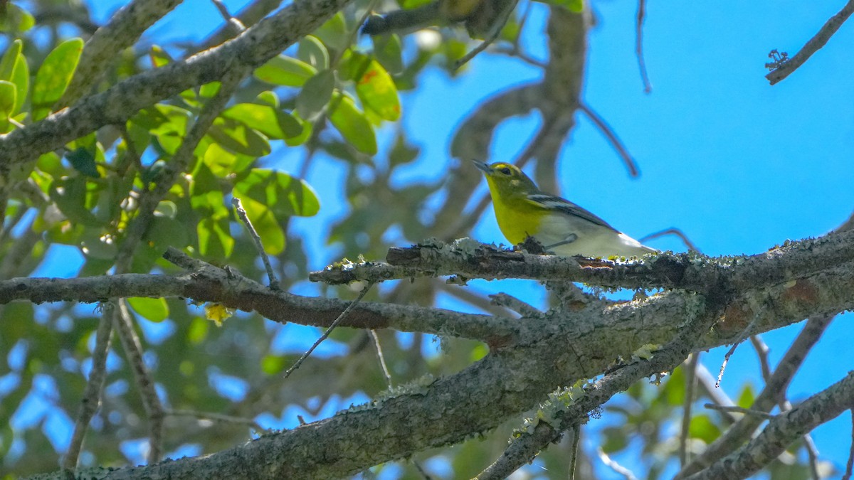Sarı Gerdanlı Vireo - ML641808768