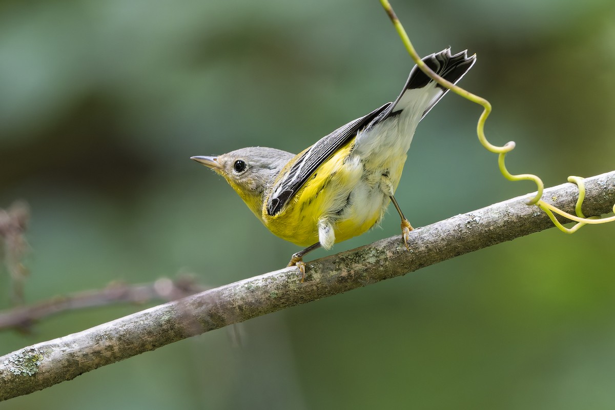 Magnolia Warbler - ML641808774