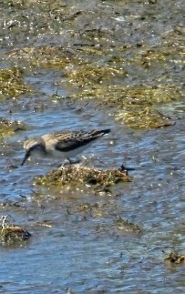 jespák srostloprstý - ML641808782