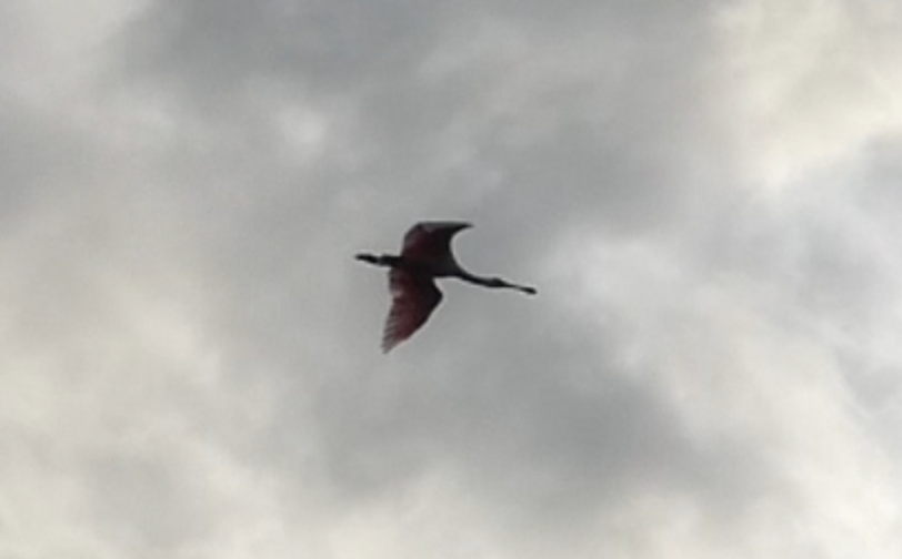 Roseate Spoonbill - ML641808793