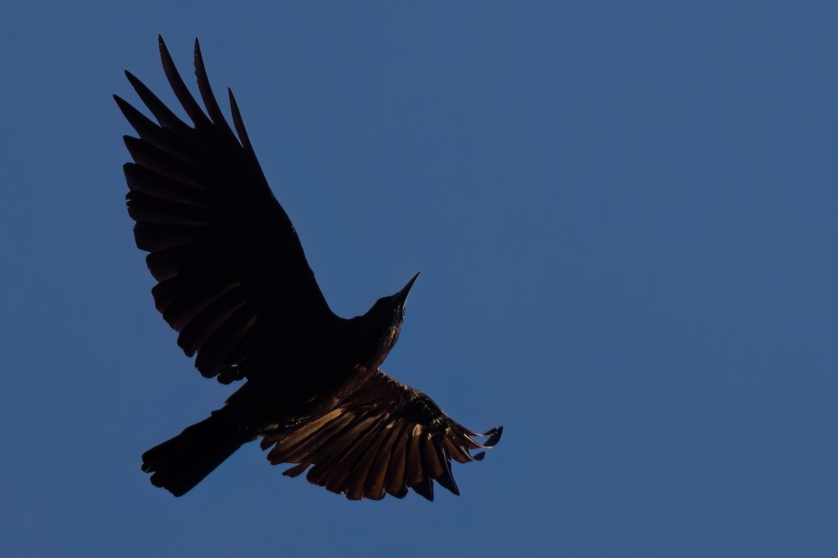 Cape Crow - ML641808801