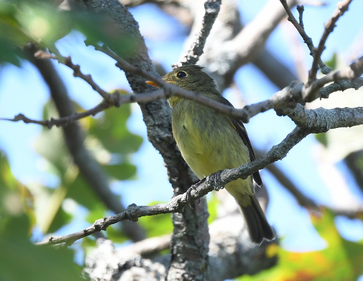 Mosquero Ventriamarillo - ML641808836