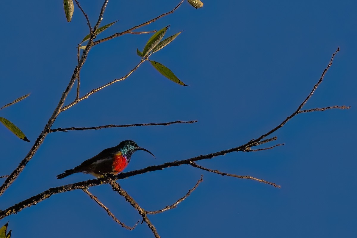 Greater Double-collared Sunbird - ML641808837
