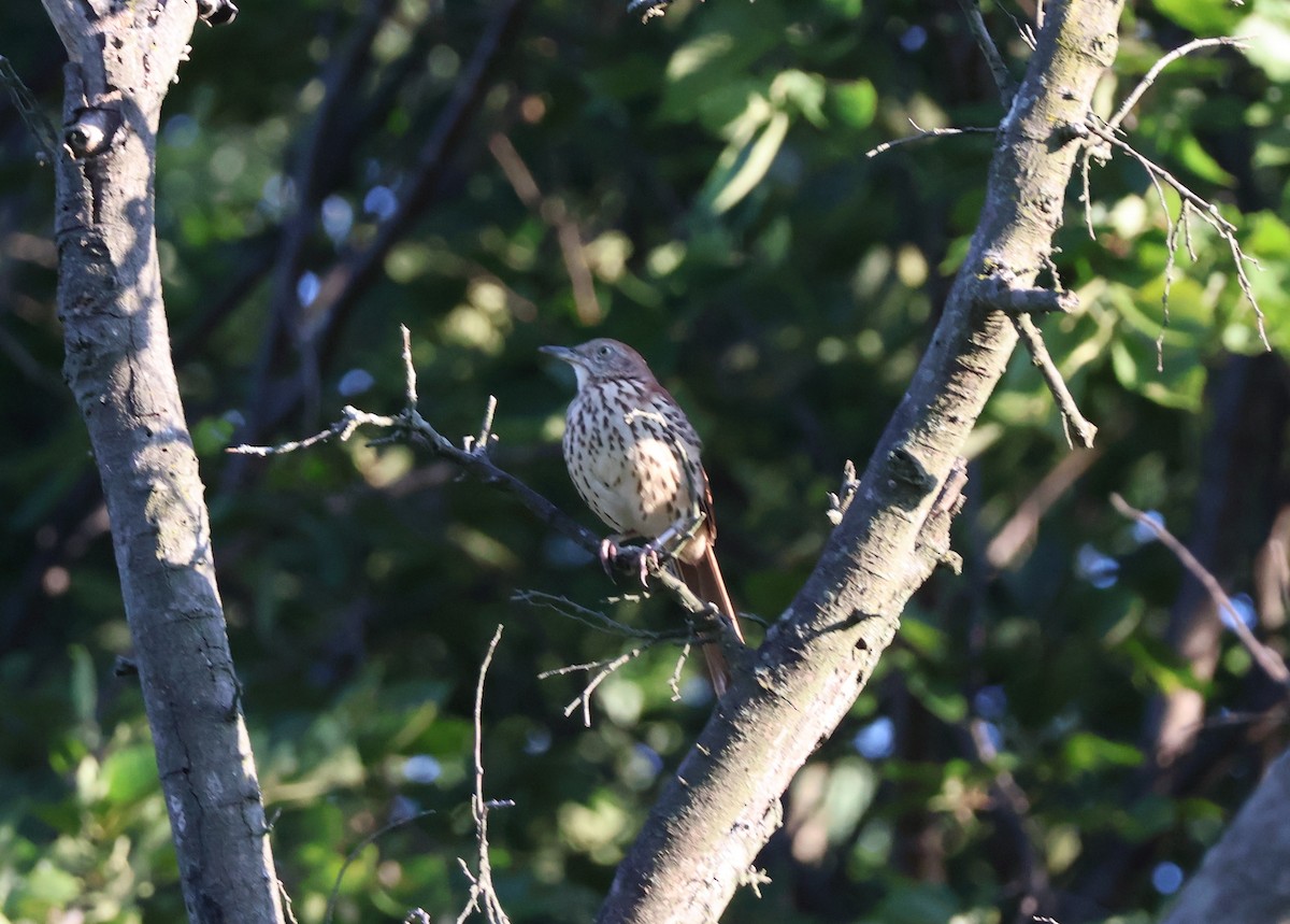 Brown Thrasher - ML641808873