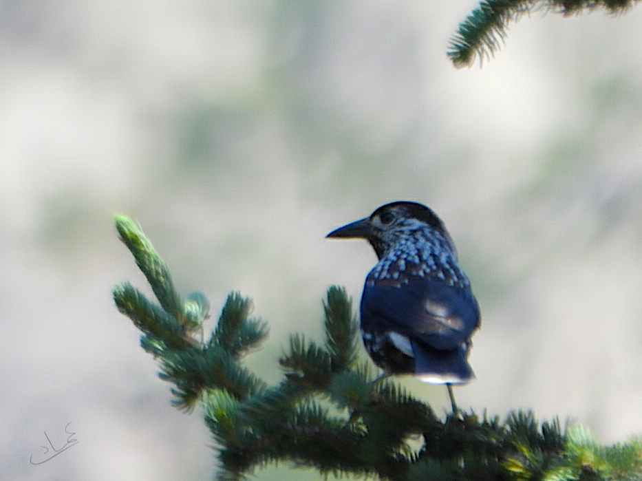 Northern Nutcracker - ML641808898