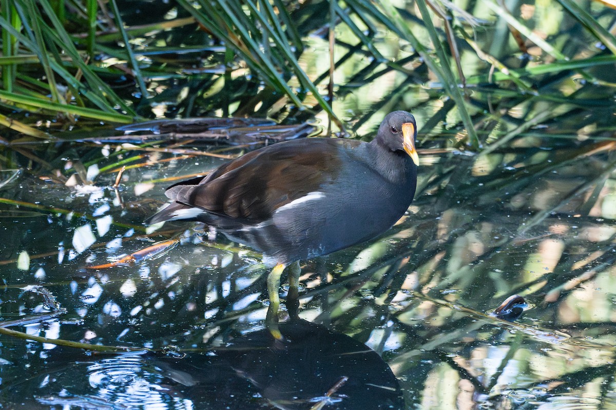 Common Gallinule - ML641808909