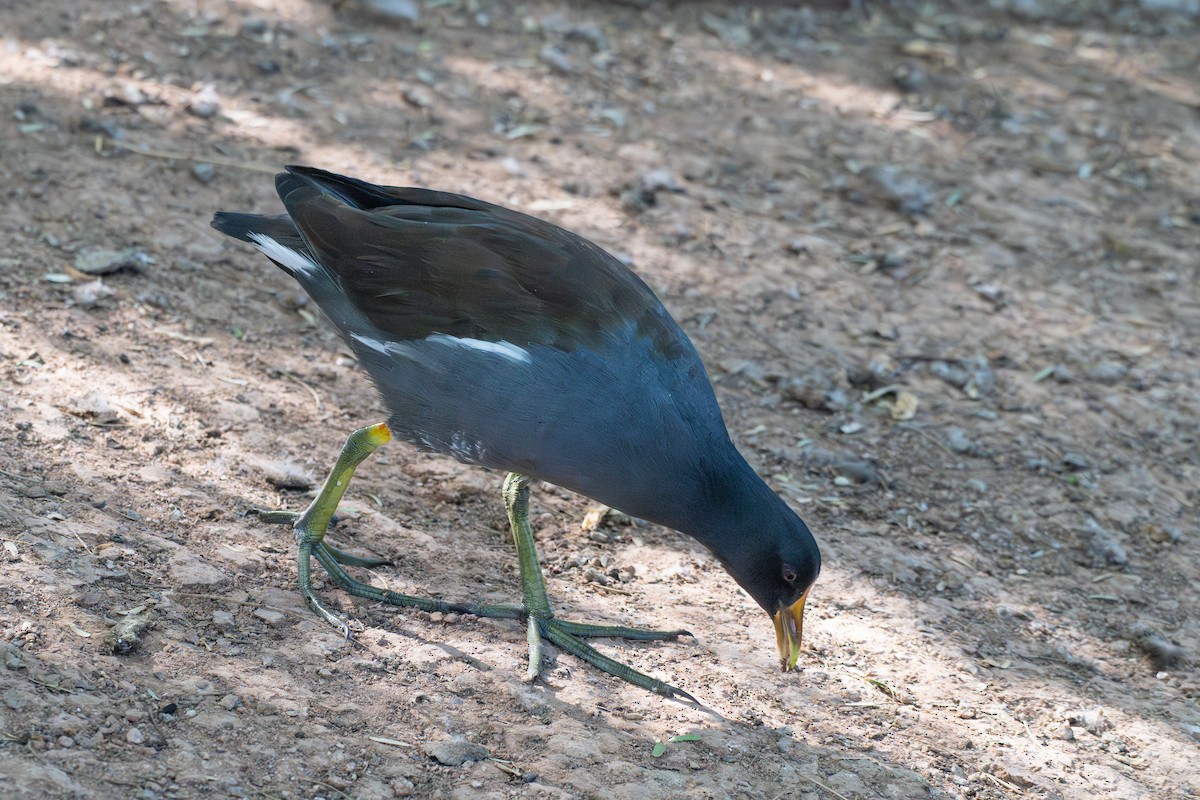 Common Gallinule - ML641808910