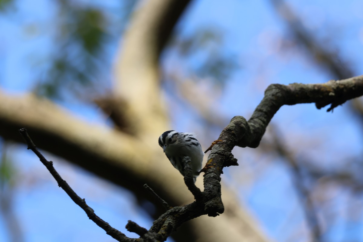 Black-and-white Warbler - ML641808913