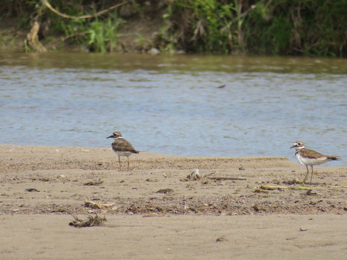 Killdeer - ML641808917