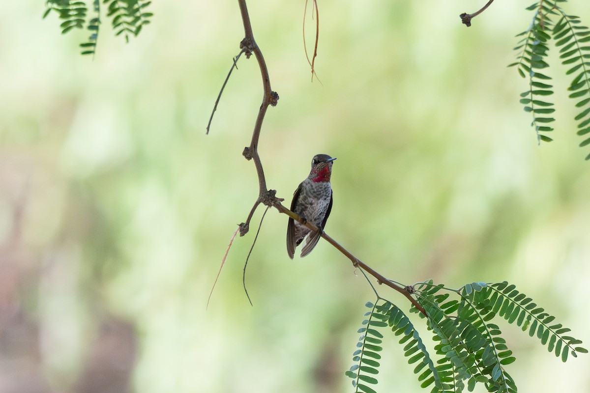 Anna's Hummingbird - ML641808919