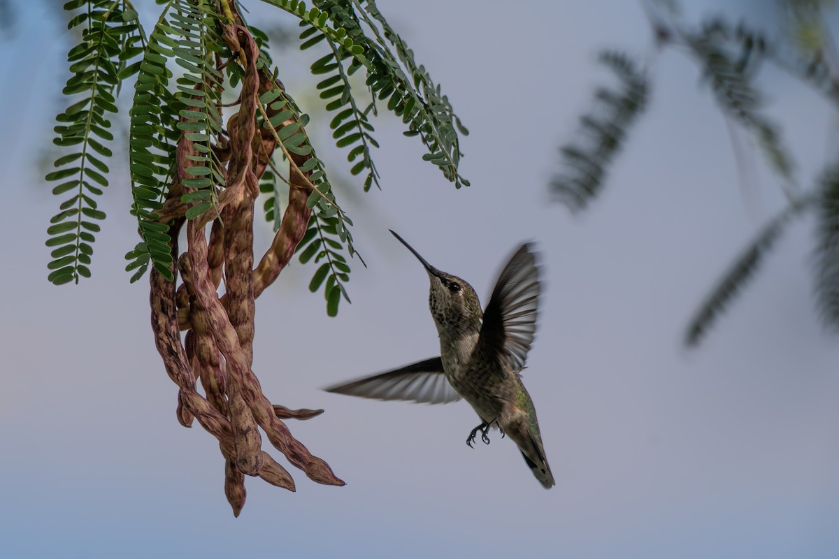 Anna's Hummingbird - ML641808920