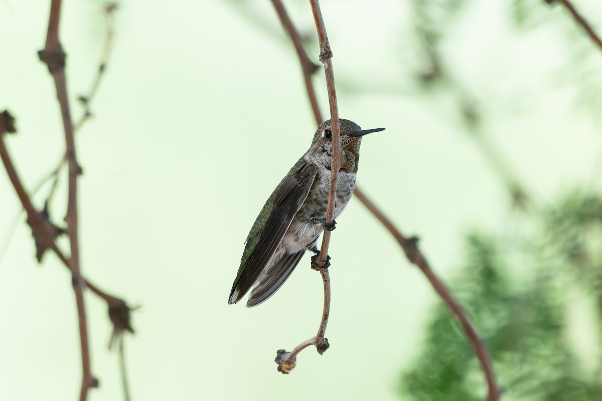 Anna's Hummingbird - ML641808921
