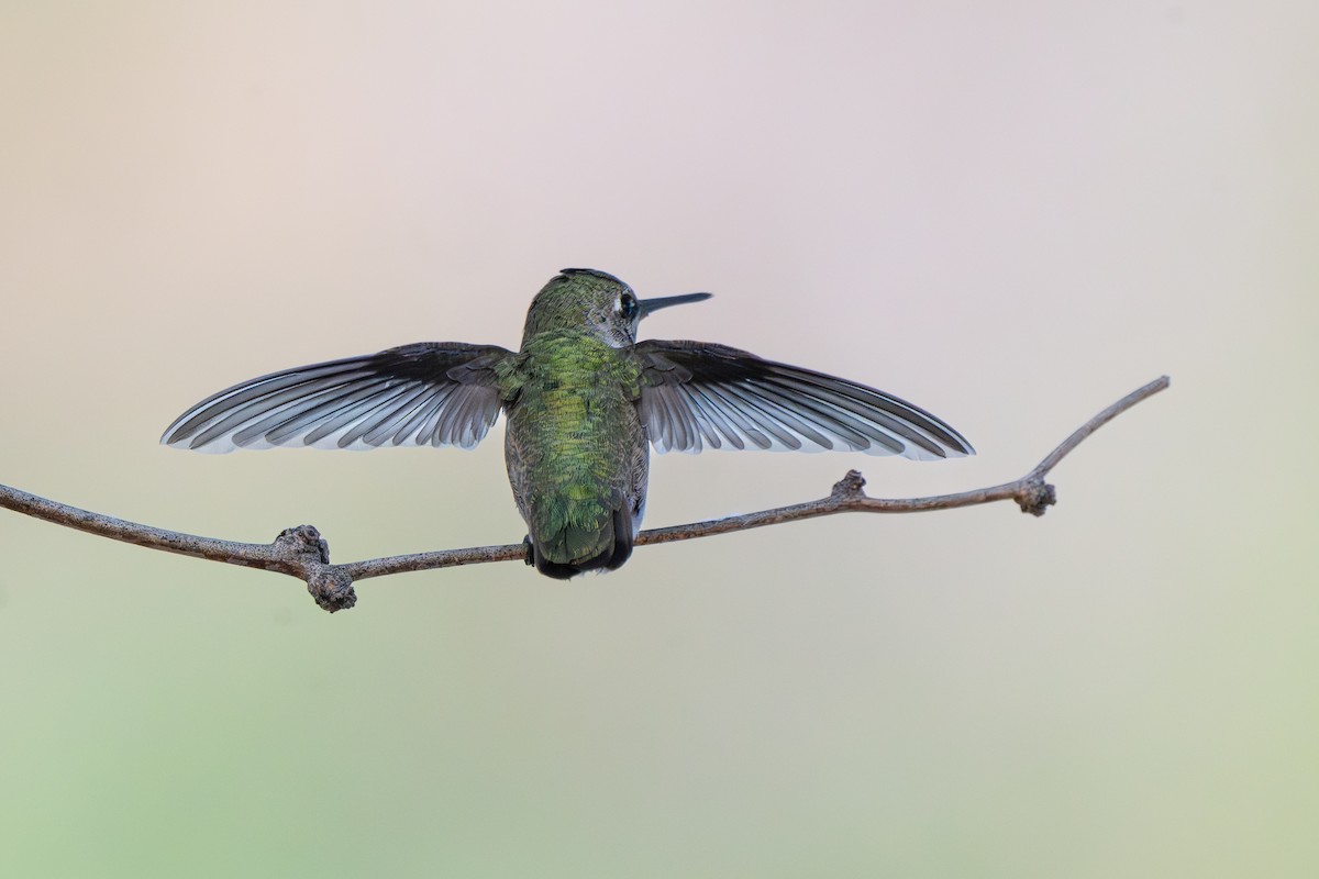 Anna's Hummingbird - ML641808922