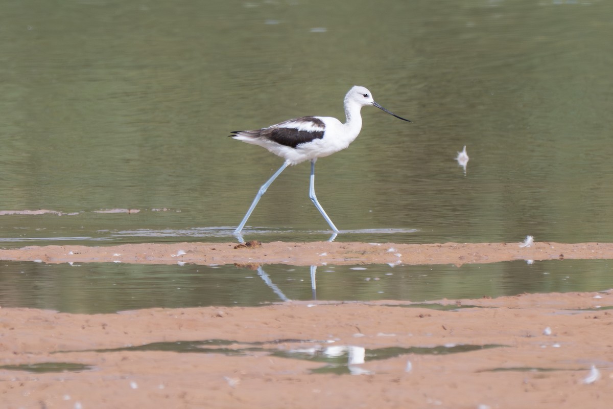 American Avocet - ML641808935