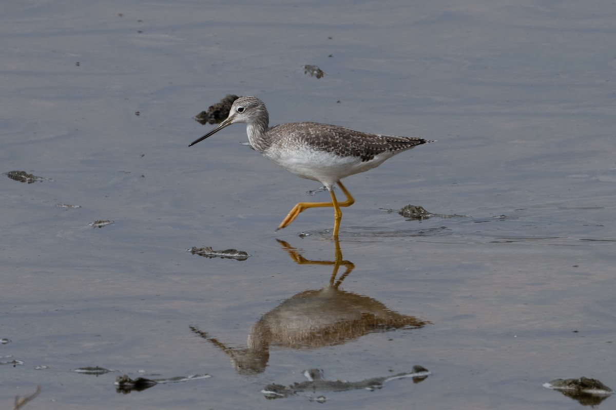 Greater Yellowlegs - ML641808937