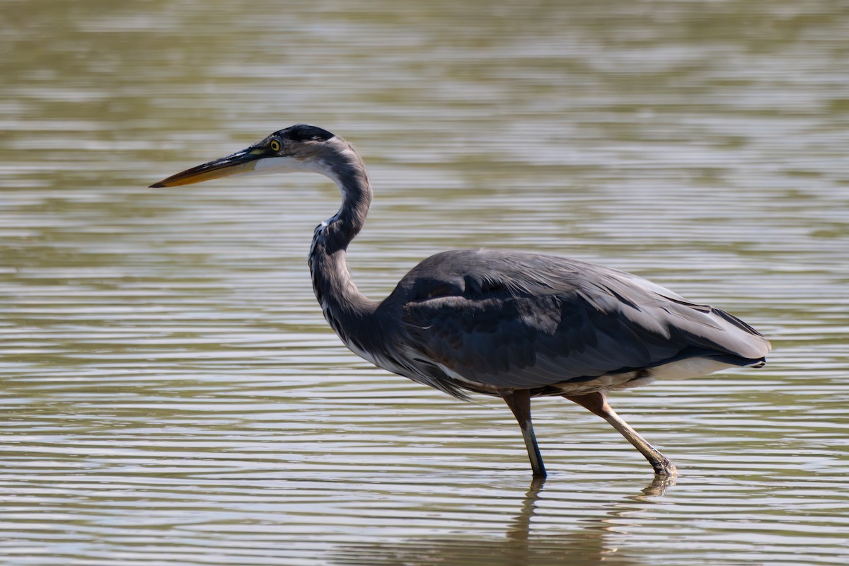 Great Blue Heron - ML641808943